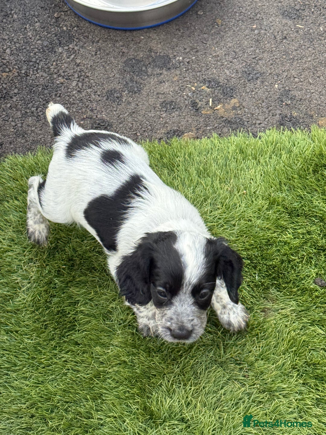 Cocker Spaniel dogs for sale: Working cocker spainel puppies  - Advert 1