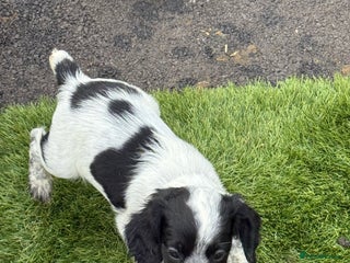 Cocker Spaniel dogs Working cocker spainel puppies - Advert 12