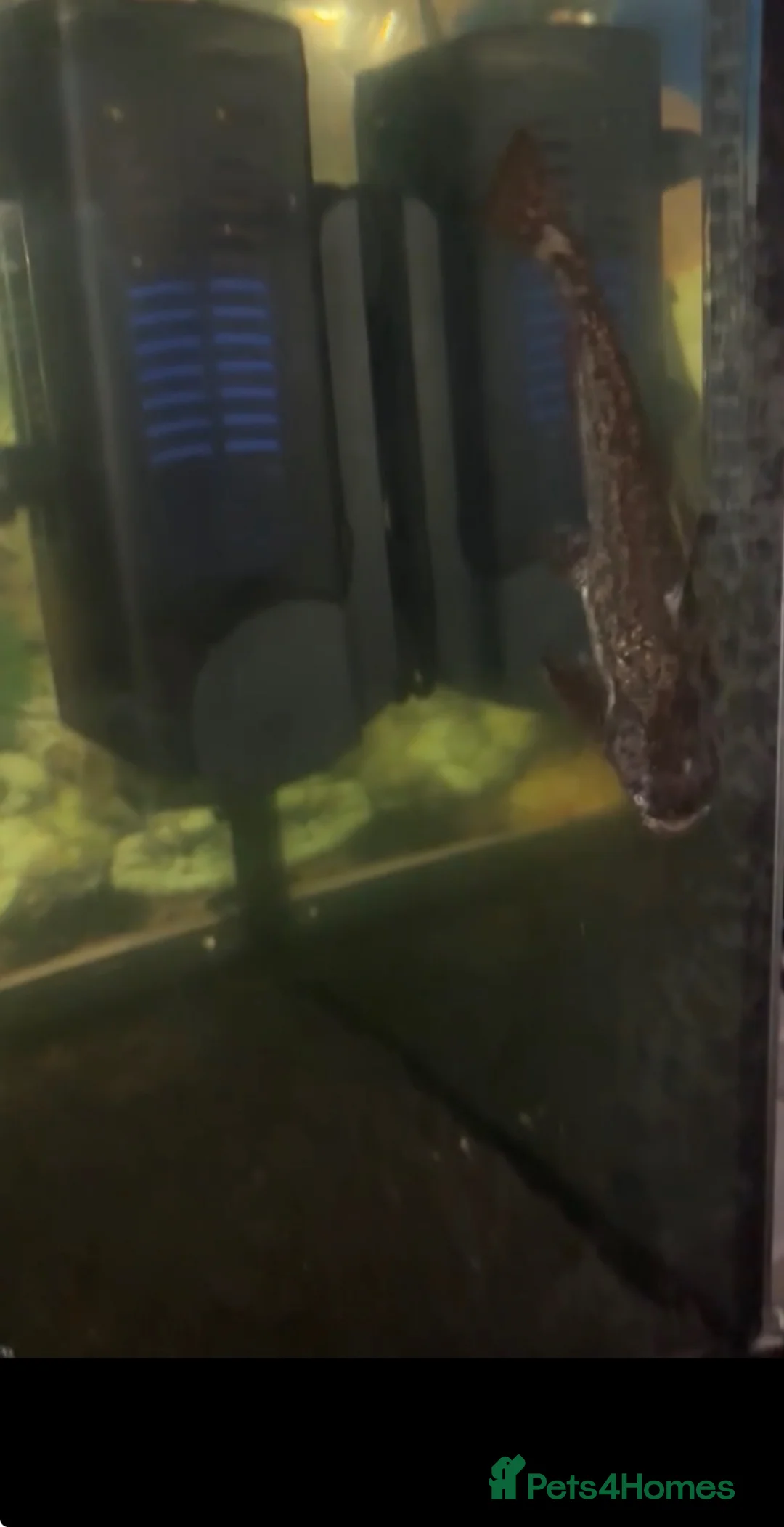Plecos fish for sale: tropical fish - Advert 8