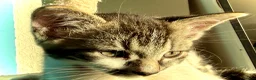 Mixed Breed cats for sale: Tabby Boy kitten Maine Coon/Siamese Mix - Advert 4