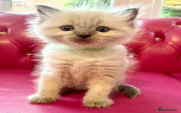 Ragdoll cats for sale: ragdoll kittens ready in 1 week  🩵💚💜 - Image 19