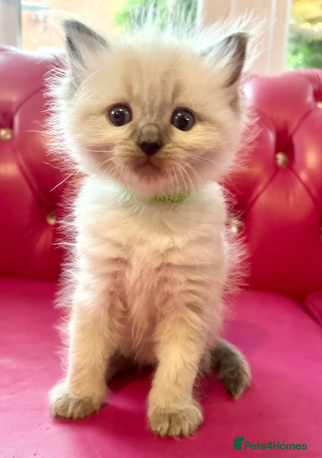 Ragdoll cats for sale: ragdoll kittens ready in 1 week  🩵💚💜 - Image 19