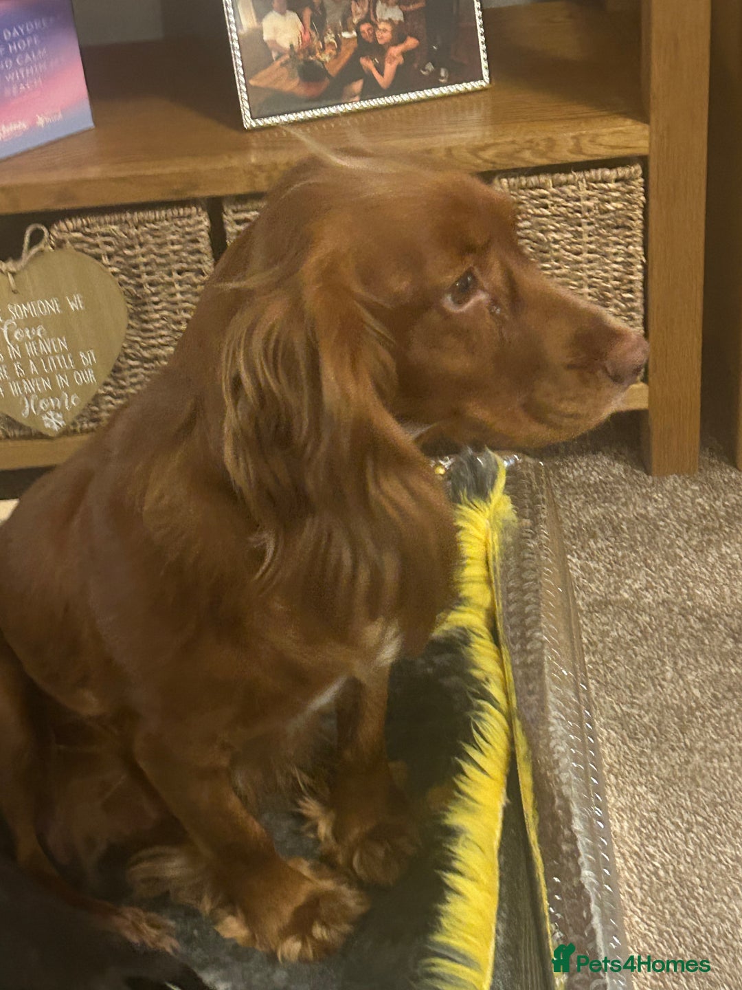 Cocker Spaniel dogs for sale: Working cocker spaniels - Advert 1