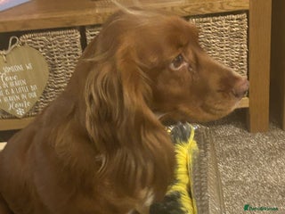 Cocker Spaniel dogs Working cocker spaniels - Advert 1