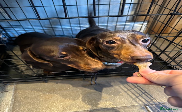 Miniature Dachshund dogs 2 Amazing girls - Advert 1