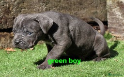 Cane Corso dogs for sale: Cane corso puppies ready to leave now - Image 15
