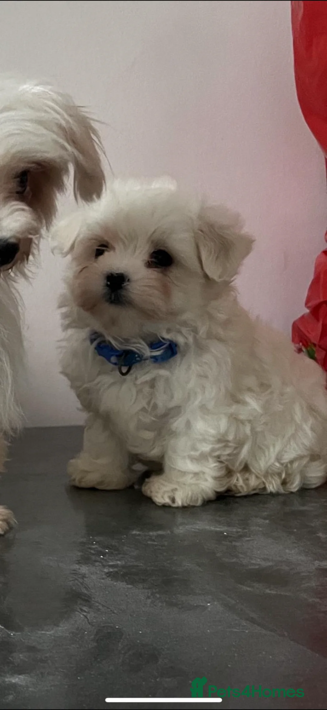 Maltese dogs for sale:  **  Maltese pups  - Advert 10