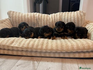Rottweiler dogs ROTTWEILER PUPPIES- READY 29/12/25 - Advert 1