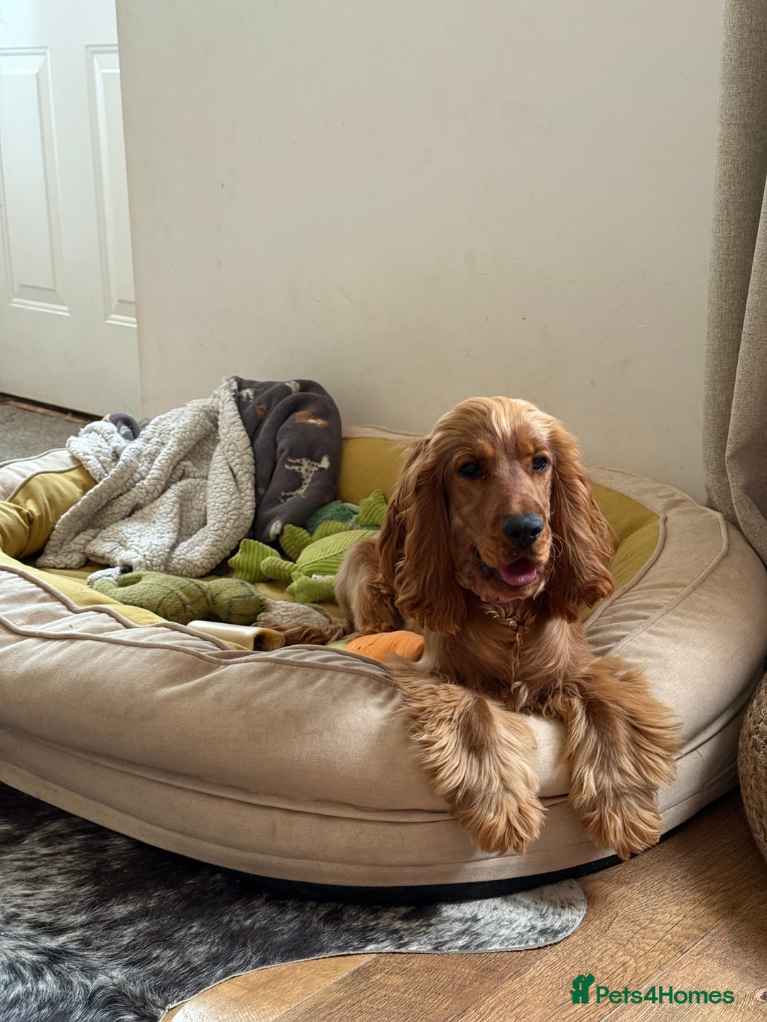 Cocker Spaniel dogs for sale: Looking for a new home  - Advert 1