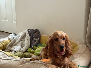 Cocker Spaniel dogs Looking for a new home - Advert 1