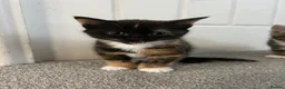 Mixed Breed cats for sale: British short hair Cross - Advert 15