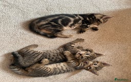 British Shorthair cats for sale: Boy and a girl kitten - Image 11