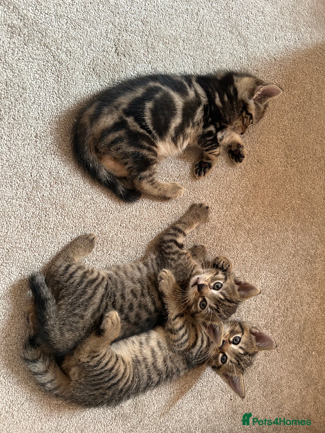 British Shorthair cats for sale: Boy and a girl kitten - Image 11