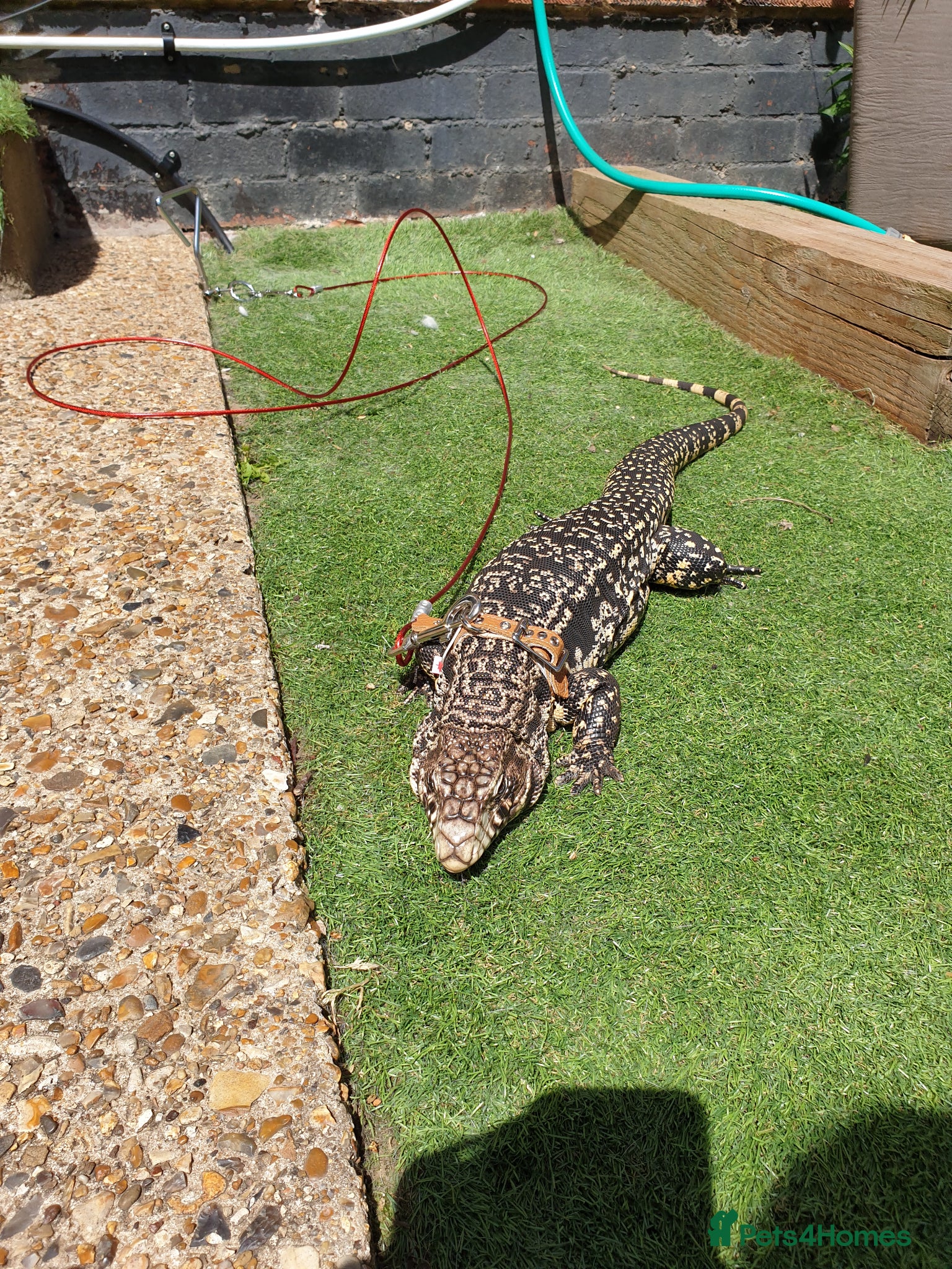 Mixed Breed reptiles Selling all our reptile collection updated - Advert 1