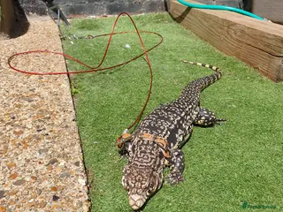Mixed Breed reptiles for sale: Selling all reptiles reduced prices - Advert 2