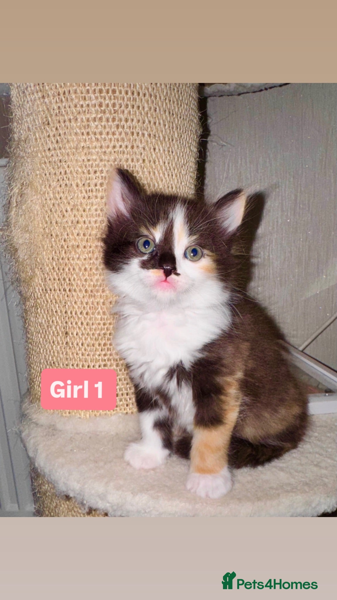 Mixed Breed cats 🐾 Adorable Fluffy Kittens Ready for Loving Homes - Advert 2