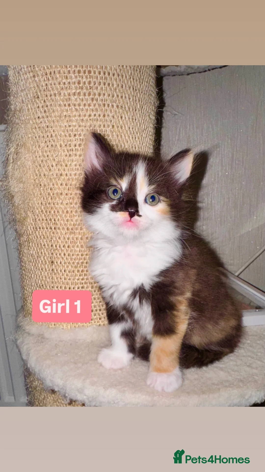 Mixed Breed cats for sale: 🐾 Adorable Fluffy Kittens Ready for Loving Homes - Advert 2