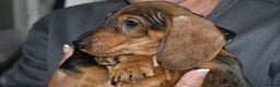Dachshund dogs for sale: Ready now Wire haired standard x miniture puppy’s  - Advert 20