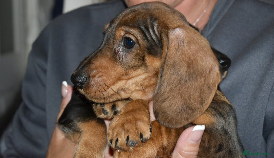 Dachshund dogs for sale: Ready now Wire haired standard x miniture puppy’s  - Advert 20