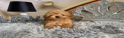 Maltipoo dogs for sale: Maltipoo Boy – Free to a Special Loving Home - Advert 7