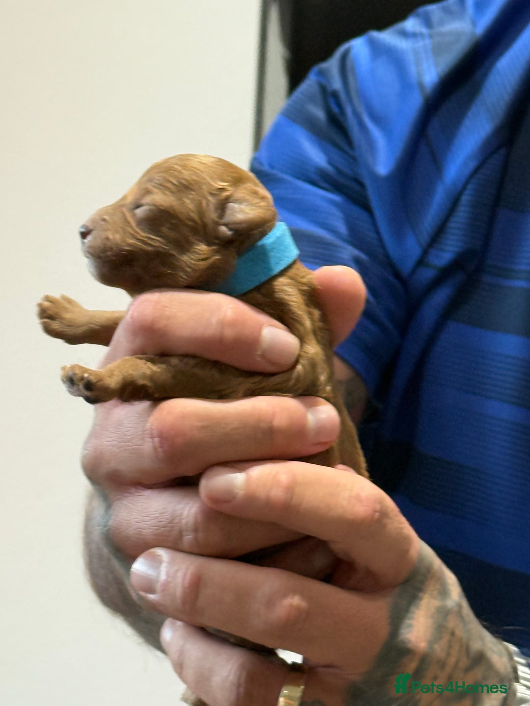 Cavapoo dogs for sale: 8 x cavapoo F1B puppies  - Advert 3