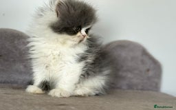 Persian cats for sale:  1 boy left !Adorable  Persian kittens available  - Image 4