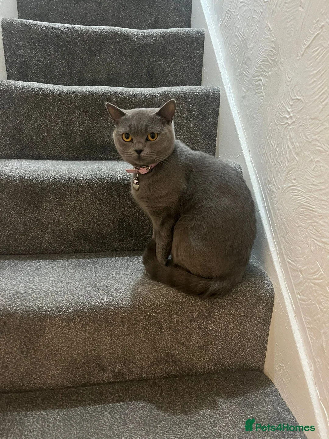 British Shorthair cats for sale: British Shorthair Needs a New Home! 🐾 - Advert 1