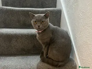 British Shorthair cats British Shorthair Needs a New Home! 🐾 - Advert 1