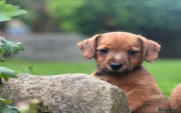 Mixed Breed dogs for sale: Stunning Daxi x Norfolk terrier  - Image 8