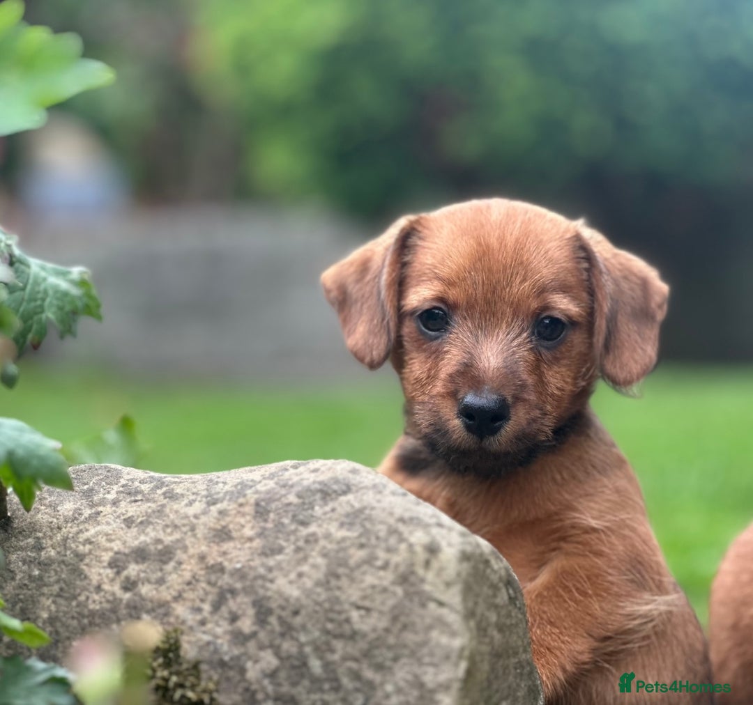 Mixed Breed dogs for sale: Stunning Daxi x Norfolk terrier  - Image 8