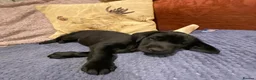 Labrador Retriever dogs for sale: Black Labrador Pups, KC Registered, 2 F, 1 M.  - Advert 8