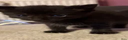 Mixed Breed cats for sale: Tabby and black kittens - Advert 5