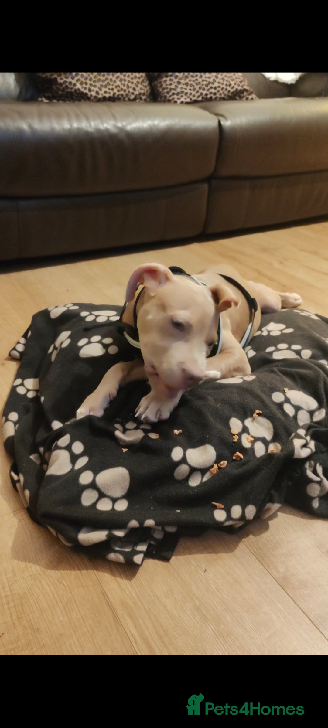 Mixed Breed dogs for sale: Adorable, loving 20 weeks young puppy's  - Image 10