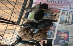 Cockapoo dogs for sale: Cockerpoos 1 boys left DROPPED 650 - Image 7