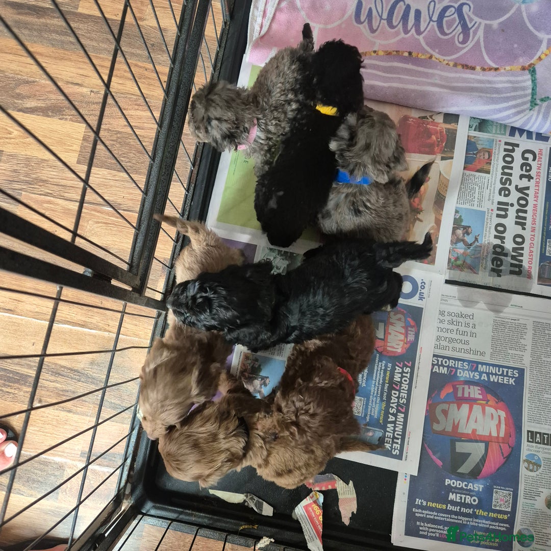 Cockapoo dogs for sale: Cockerpoos 1 boys left DROPPED 650 - Image 7