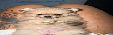 Pomeranian 4