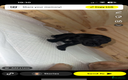 Labrador Retriever dogs for sale: labrador pups  - Image 2