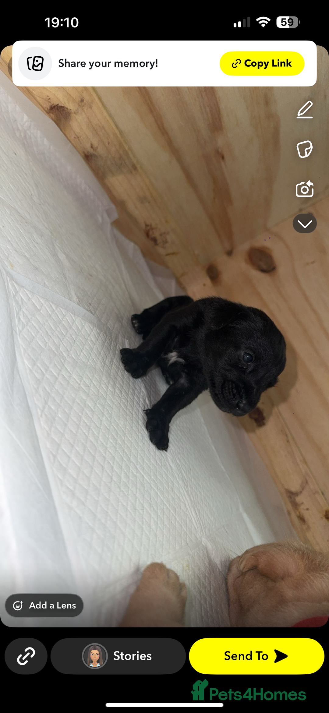 Labrador Retriever dogs for sale: labrador pups  - Image 2
