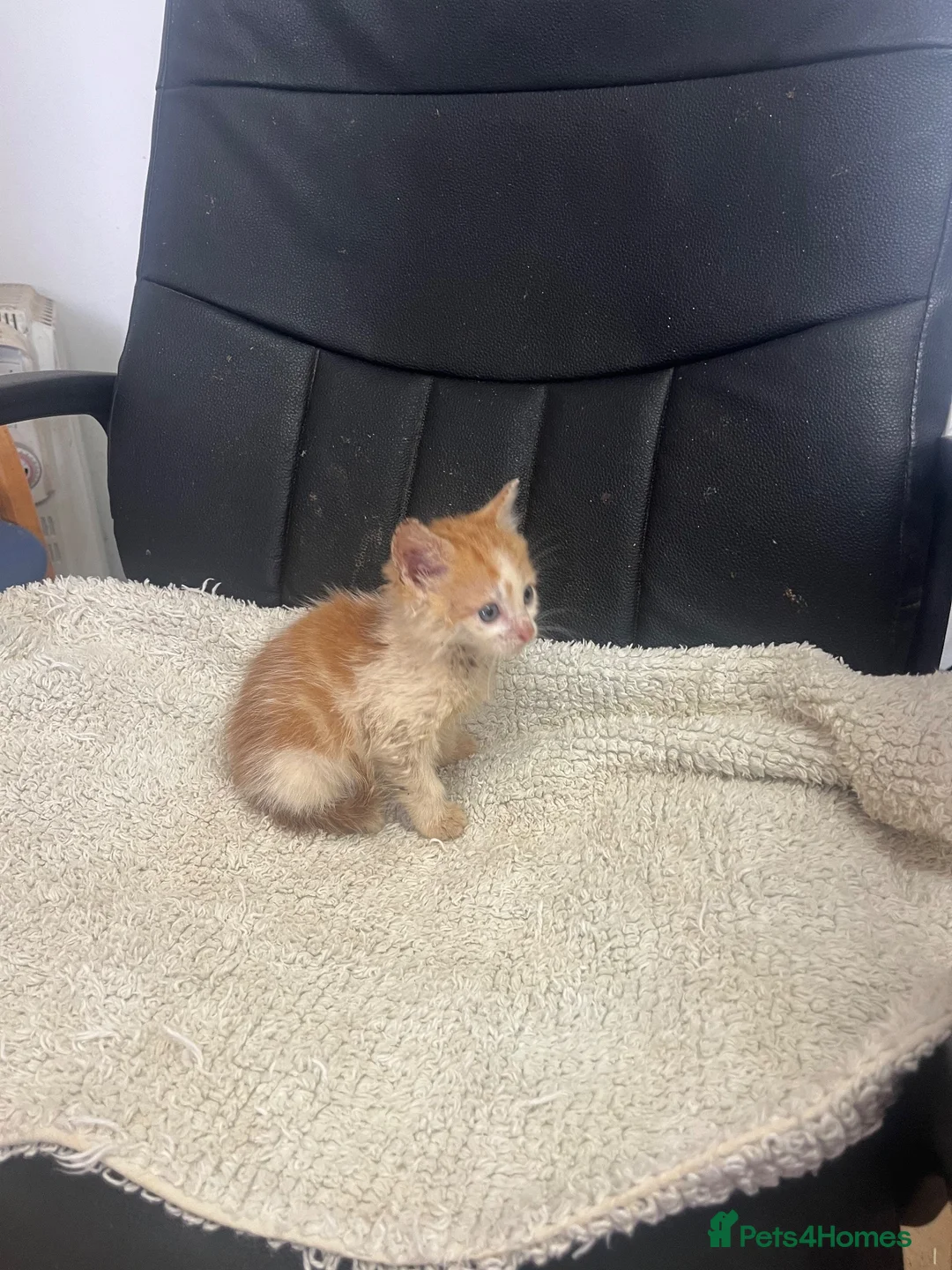 Mixed Breed cats for sale: Kittens looking for their forever homes  - Advert 19