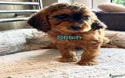 Cockapoo dogs for sale: F2B Red Cockapoos **BOTH PARENTS DNA CLEAR** - Image 4
