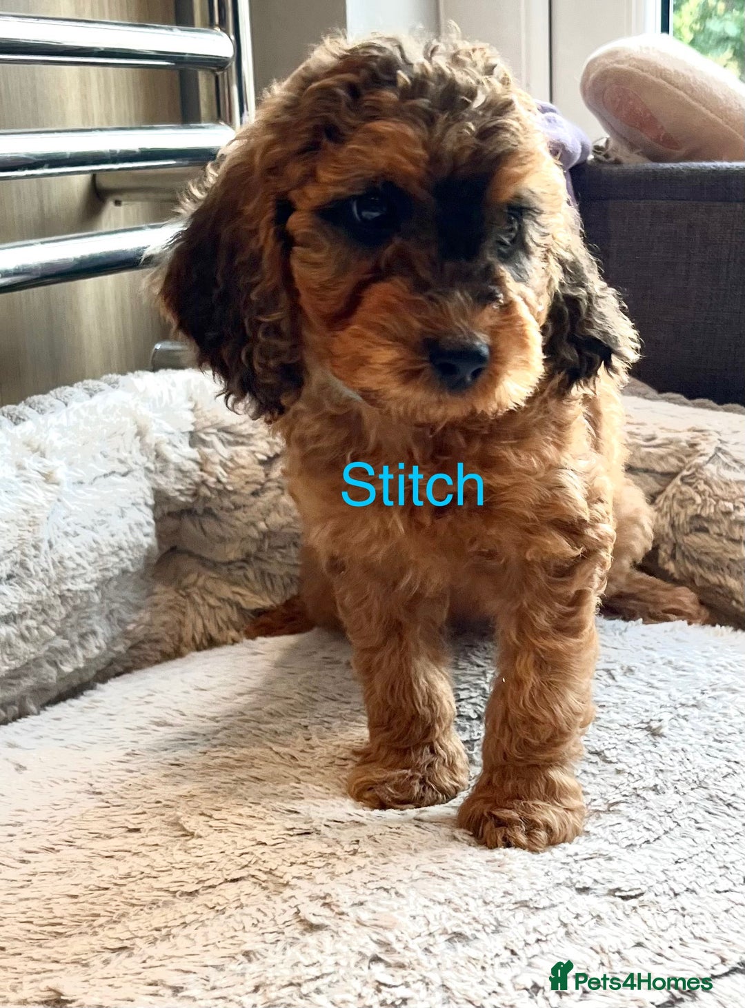 Cockapoo dogs for sale: F2B Red Cockapoos **BOTH PARENTS DNA CLEAR** - Image 4
