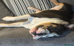 English Bulldog dogs for sale: British bulldog for sale - Image 12