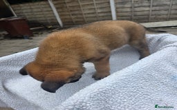 Belgian Shepherd Dog dogs for sale: belguim malinois free training provided - Image 21