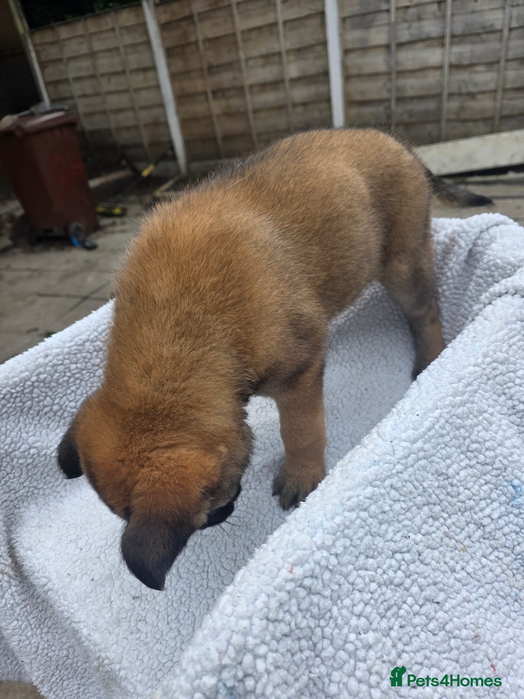 Belgian Shepherd Dog dogs for sale: belguim malinois free training provided - Image 21