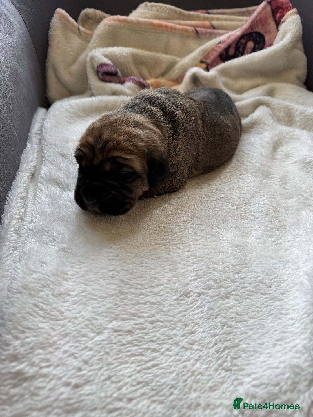 Cane Corso dogs for sale: 6 beautiful cane Corso puppies  - Advert 5