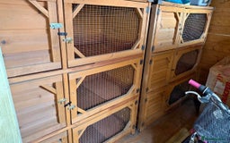 Mini Lop rabbits for sale: Beloved mini lops looking for new homes  - Image 3