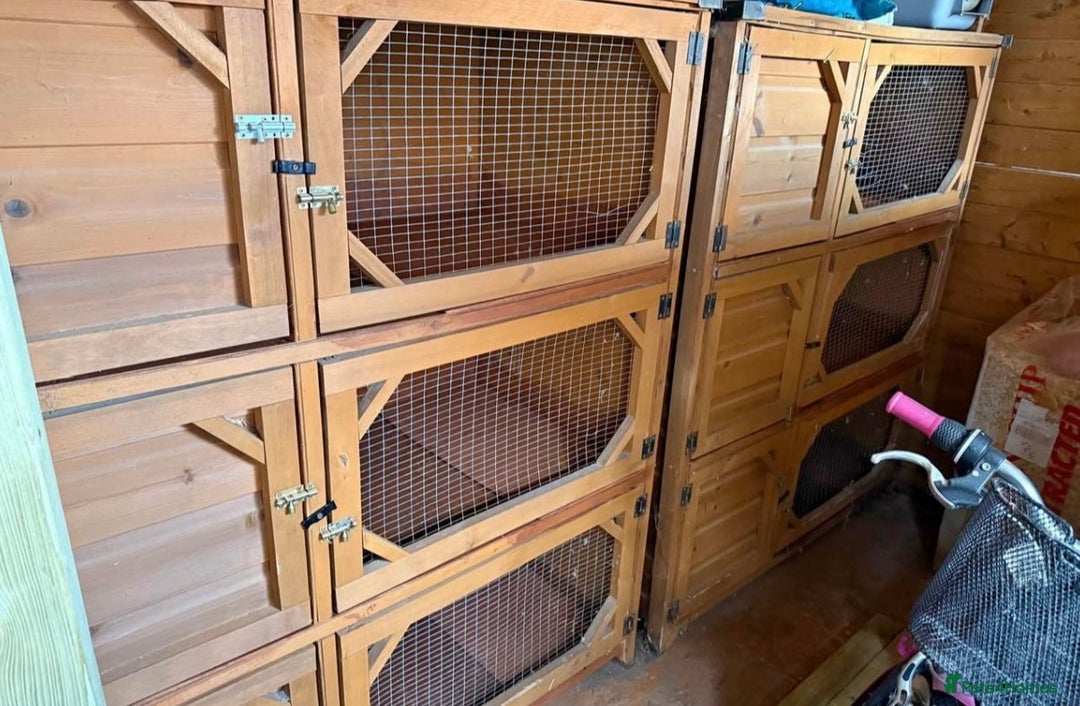 Mini Lop rabbits for sale: Beloved mini lops looking for new homes  - Image 3