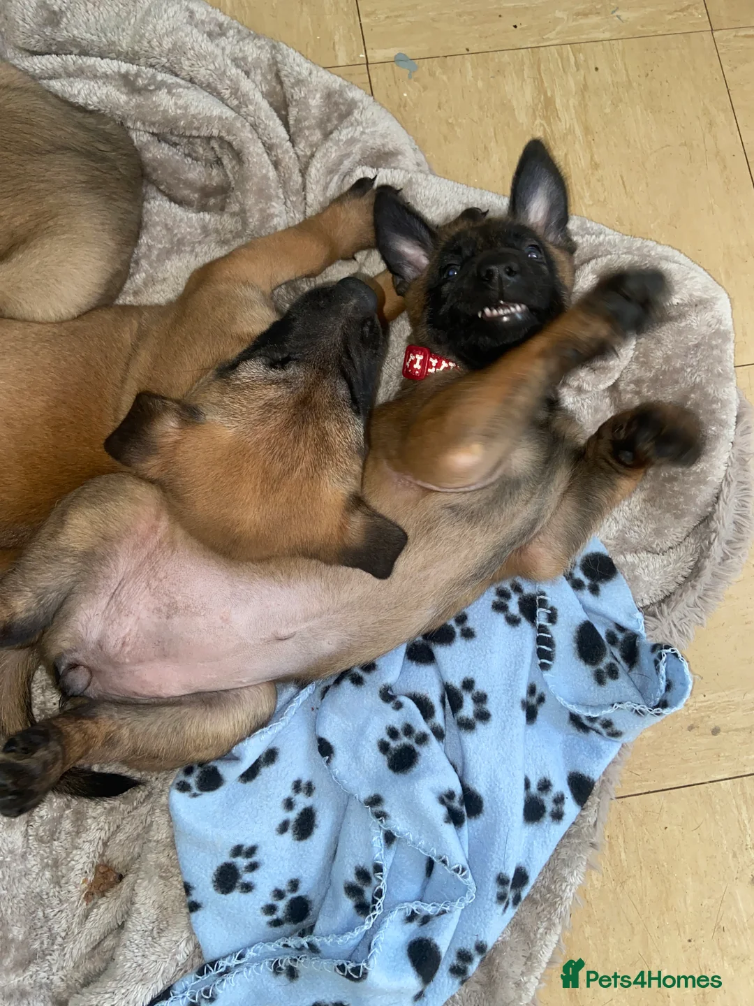 Belgian Shepherd Dog dogs for sale: Belgian malinois pups  - Advert 2
