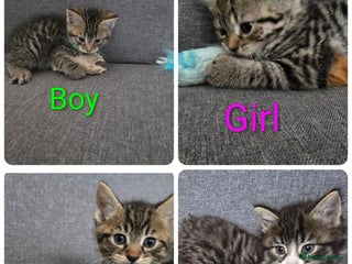 British Shorthair cats - Advert 21