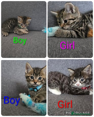 British Shorthair cats - Advert 6